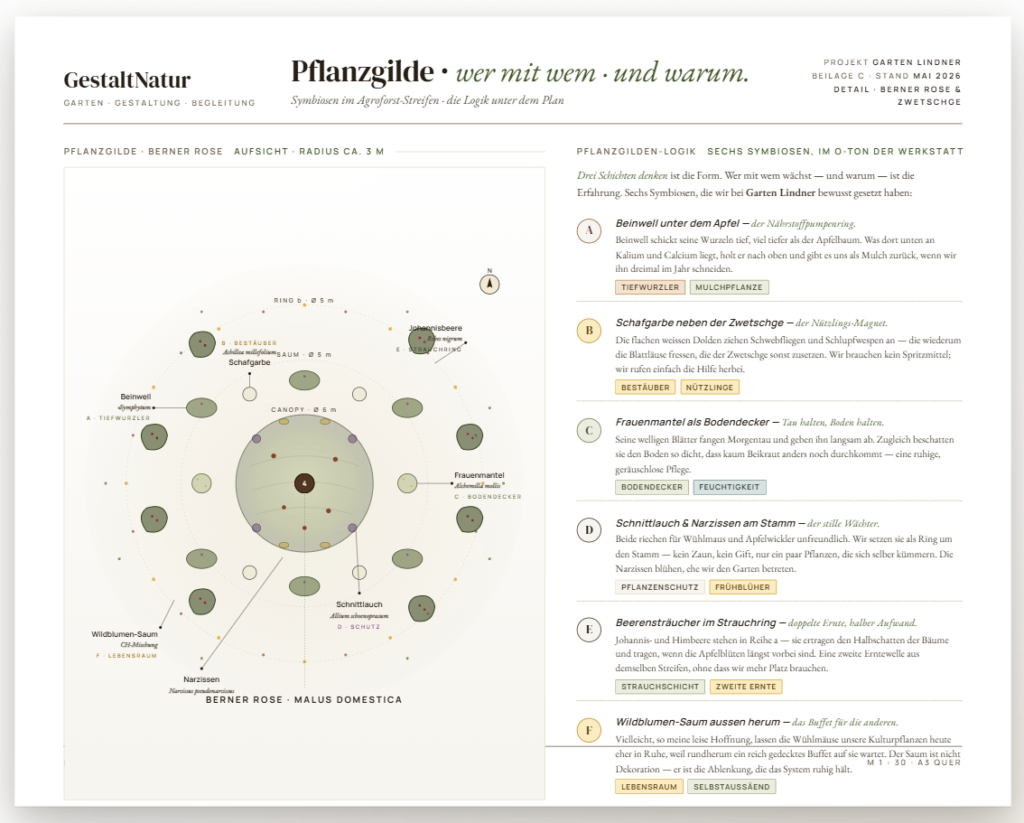 Infografik einer Permakultur-Pflanzgilde rund um Berner Rose und Zwetschge mit Beinwell, Schafgarbe, Frauenmantel, Schnittlauch, Narzissen, Beerensträuchern und Wildblumen-Saum.