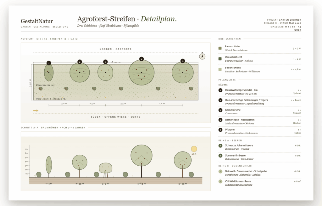 Detailplan eines Agroforst-Streifens im Garten Lindner mit fünf Obstbäumen, Beerenreihe, Bodenschicht, Wildblumen-Saum, Pflanzliste und Schnittdarstellung der späteren Baumhöhen.